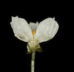 Brazilian waterweed